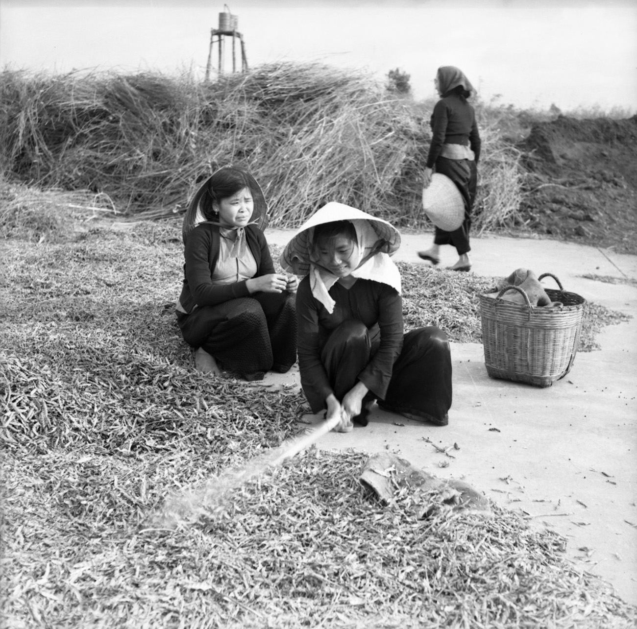 Vietnamese women threshing, approximately 1962-1963